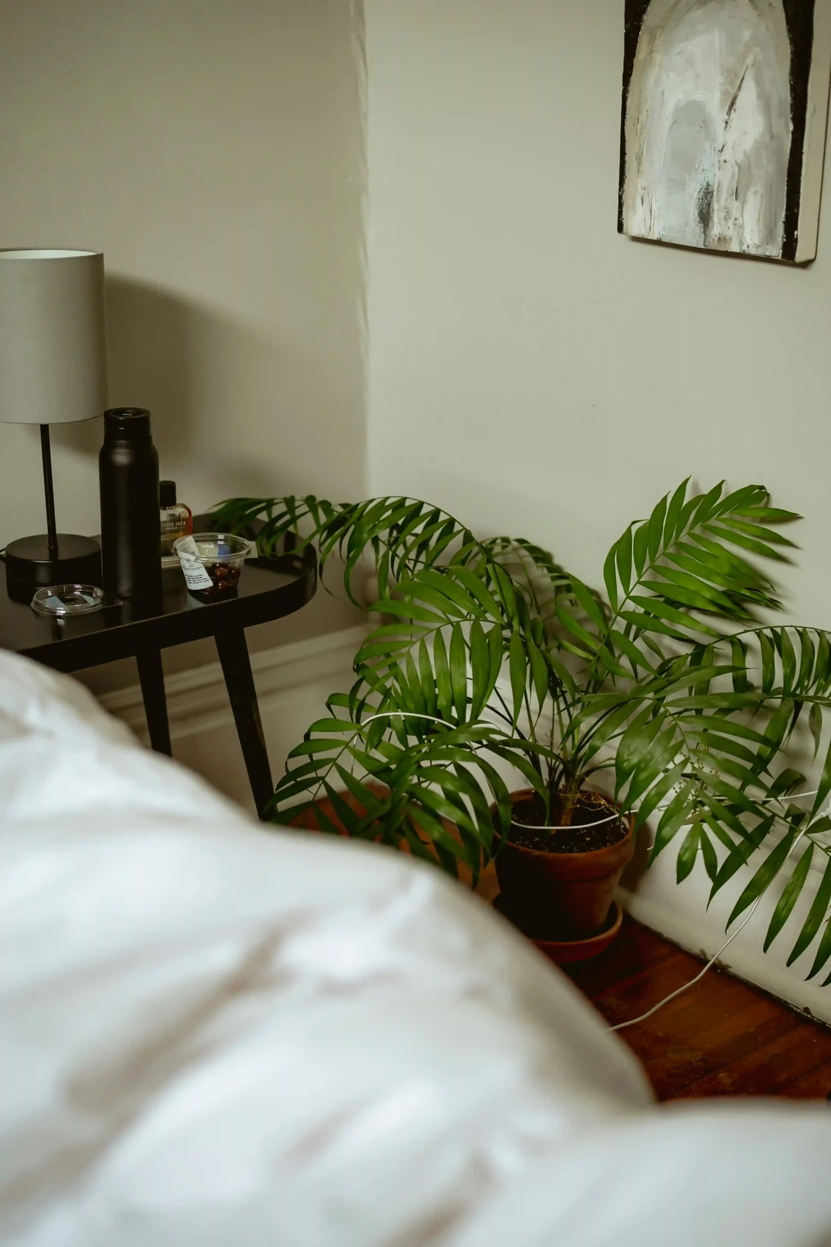 best plants for dorm room
