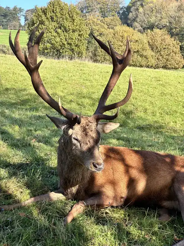 Christmas gift ideas for deer hunters with a big antlered stag resting in the grass.